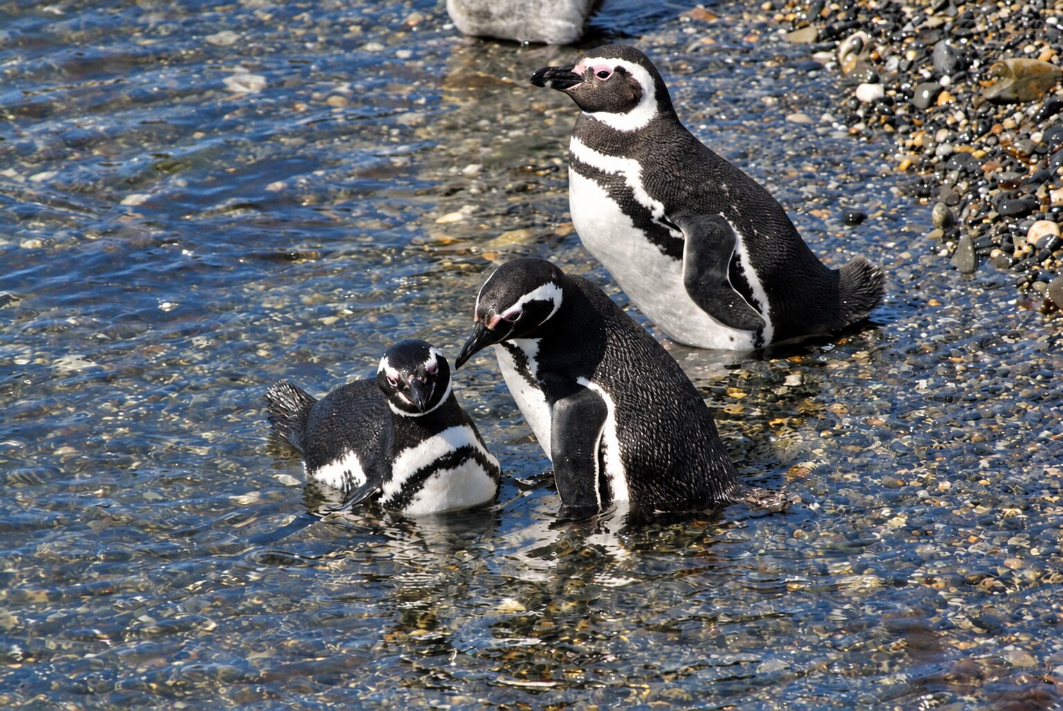 Navegação pelo Canal Beagle: Pinguins